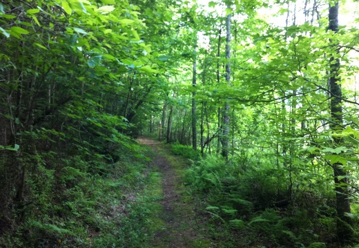 Old road, Big South Fork - 37